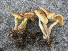 Pholiota