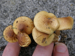 Pholiota