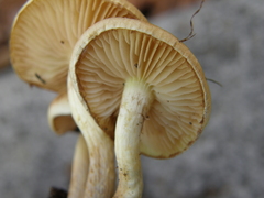 Pholiota