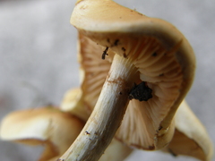 Pholiota