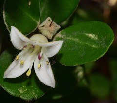 Correa alba alba