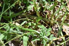 Githopsis specularioides