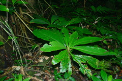 Litsea garciae