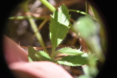 Githopsis specularioides