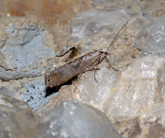 Ypsolopha asperella