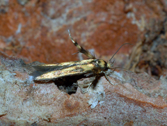 Stathmopoda pedella