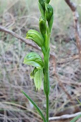 Pterostylis smaragdyna