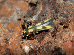 Stathmopoda pedella