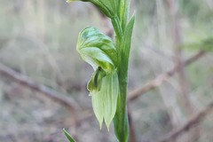 Pterostylis smaragdyna