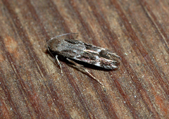 Mompha sturnipennella