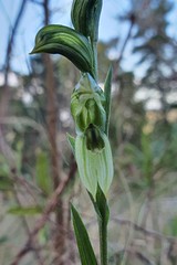 Pterostylis smaragdyna