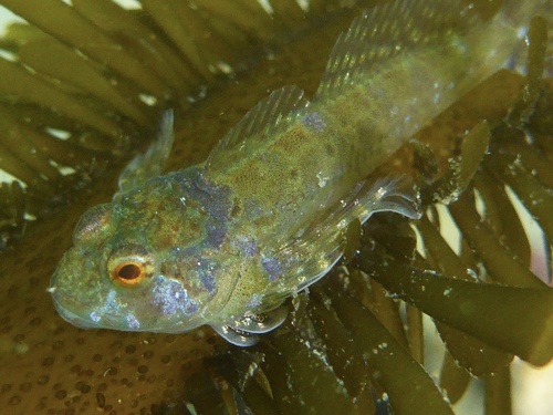 Bald sculpin (Clinocottus recalvus) — Cottidae — 4