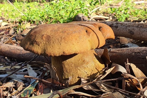 Phlebopus marginatus Watling & N.M.Greg.
