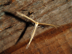 Stenoptilia pterodactyla