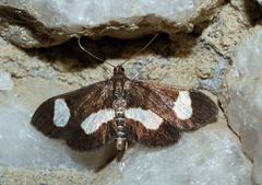 Anania luctualis