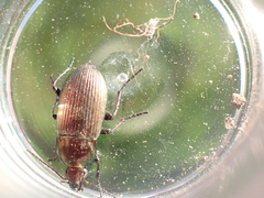 Poecilus cupreus