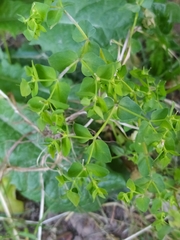 Euphorbia peplus