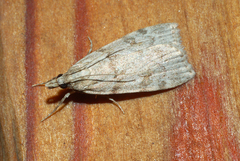 Scoparia subfusca