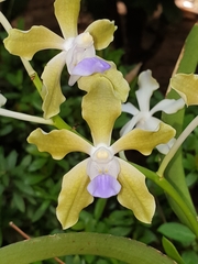 Vanda tessellata
