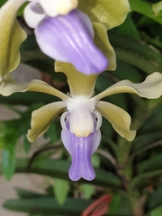 Vanda tessellata