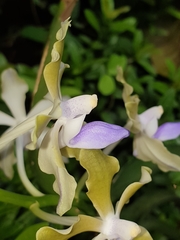 Vanda tessellata