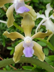 Vanda tessellata