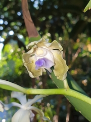 Vanda tessellata