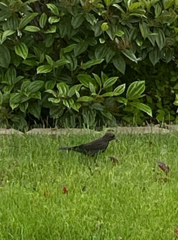 Sturnus vulgaris