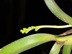 Vanda tessellata