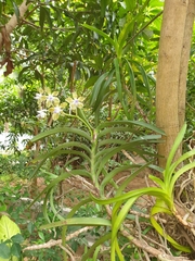 Vanda tessellata
