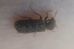 Lichenophanes varius