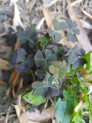 Oxalis corniculata