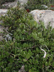 Lauridia reticulata