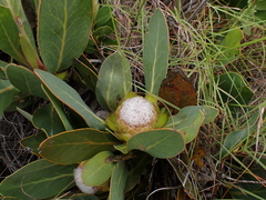 Protea foliosa