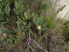 Protea foliosa
