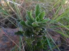 Senecio hirtifolius