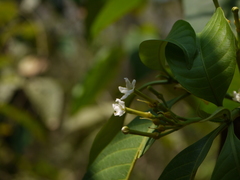 Tabernaemontana alternifolia