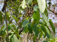 Tabernaemontana alternifolia