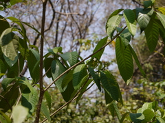 Tabernaemontana alternifolia