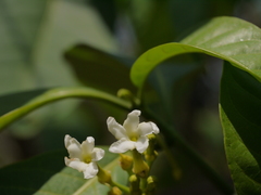 Tabernaemontana alternifolia