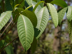 Tabernaemontana alternifolia