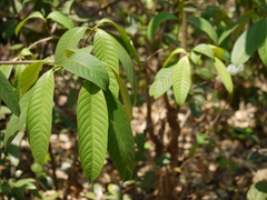 Tabernaemontana alternifolia