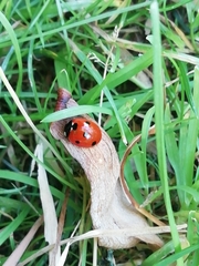 Coccinella septempunctata