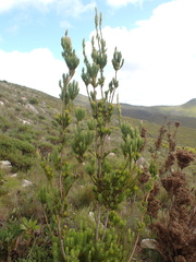 Leucadendron loeriense