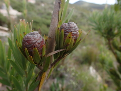 Leucadendron loeriense