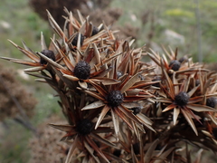Leucadendron loeriense