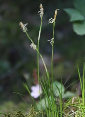 Carex alba