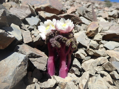 Callianthemoides semiverticillata