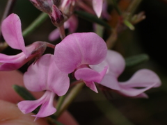 Indigofera sulcata
