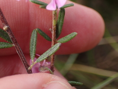 Indigofera sulcata